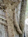 wpe65.jpg (62121 octets)